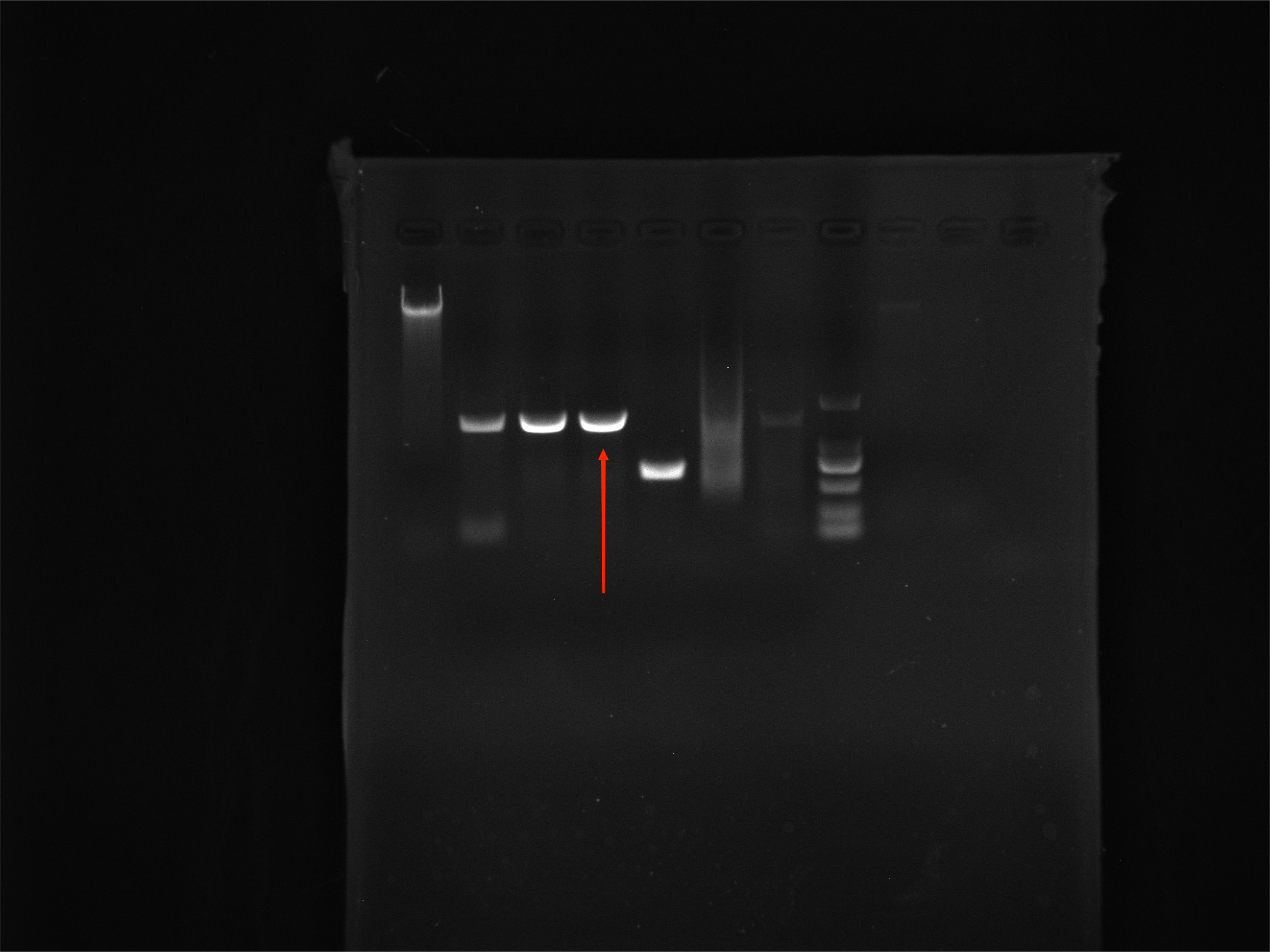 Listeria monocytogenes Nucleic Acid Reference Material (Thermally Inactivated) (Strongly Positive)-BNCC