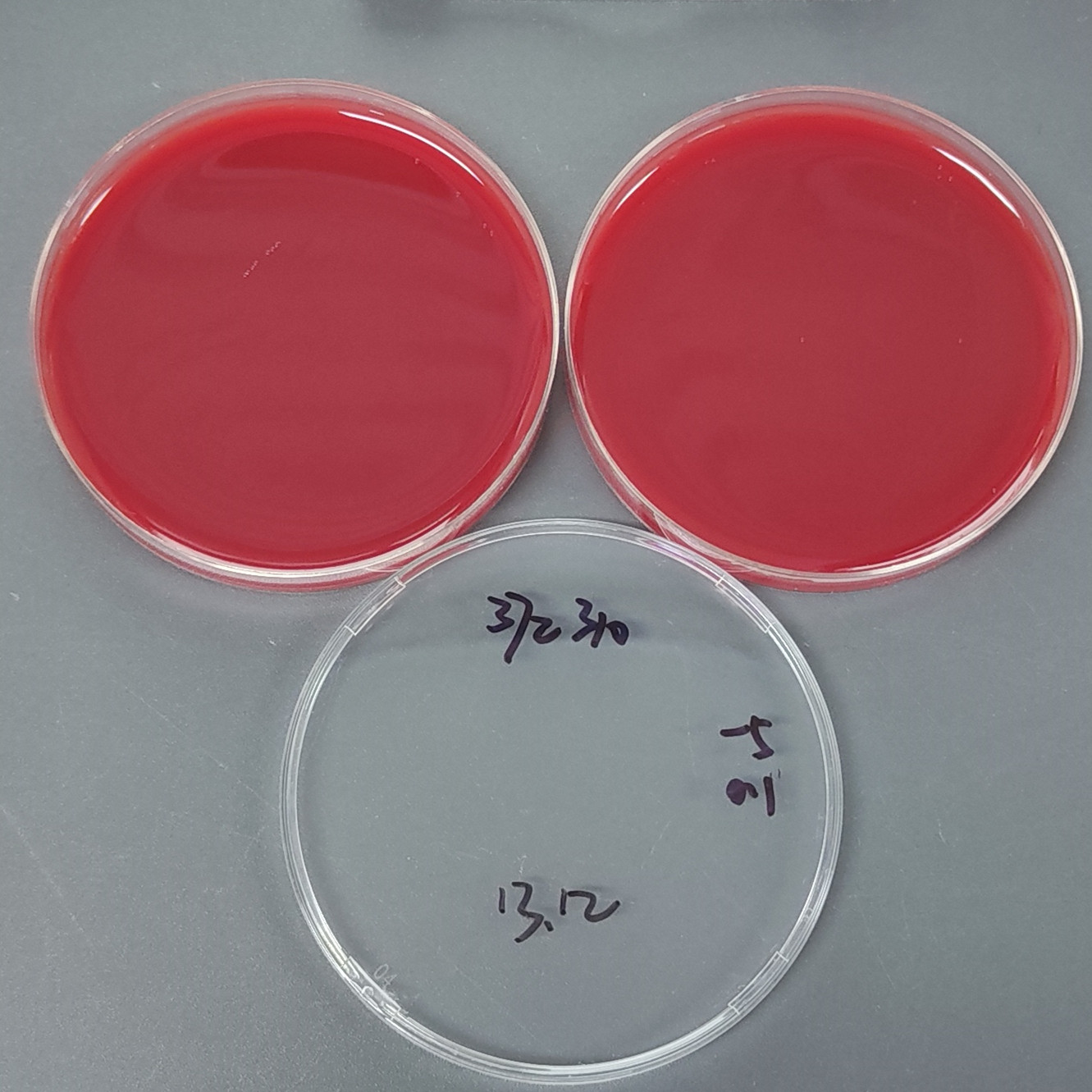 Helicobacter pylori-BNCC