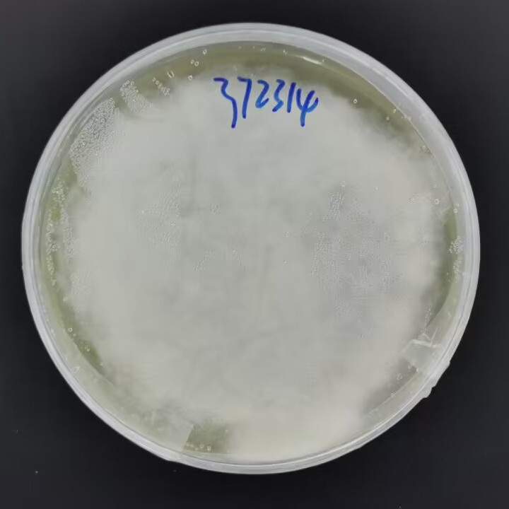 Cordyceps kintrischica-BNCC