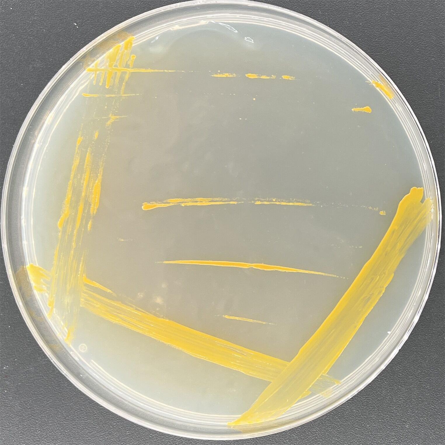 Sediment associated cocci-BNCC