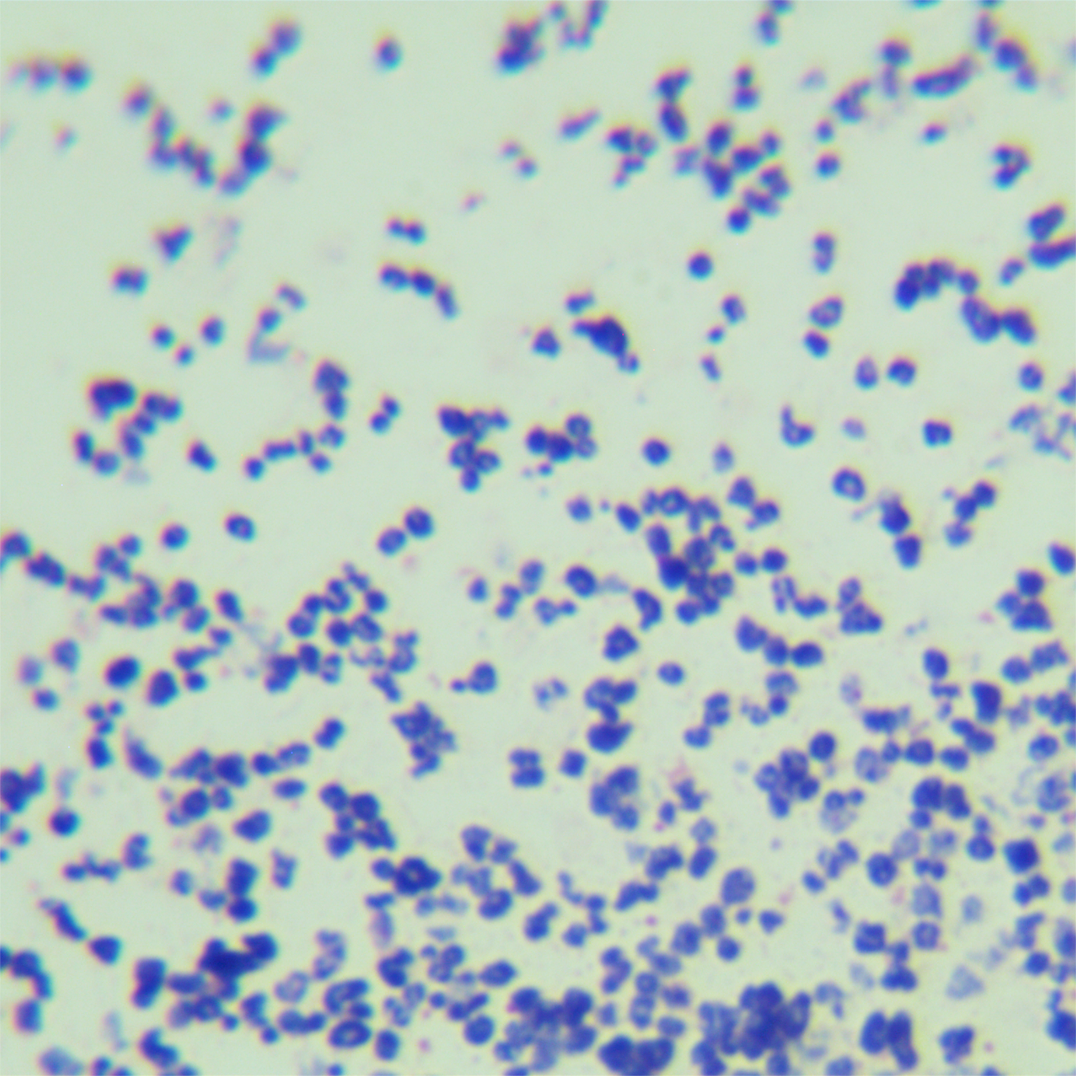 Sediment associated cocci-BNCC