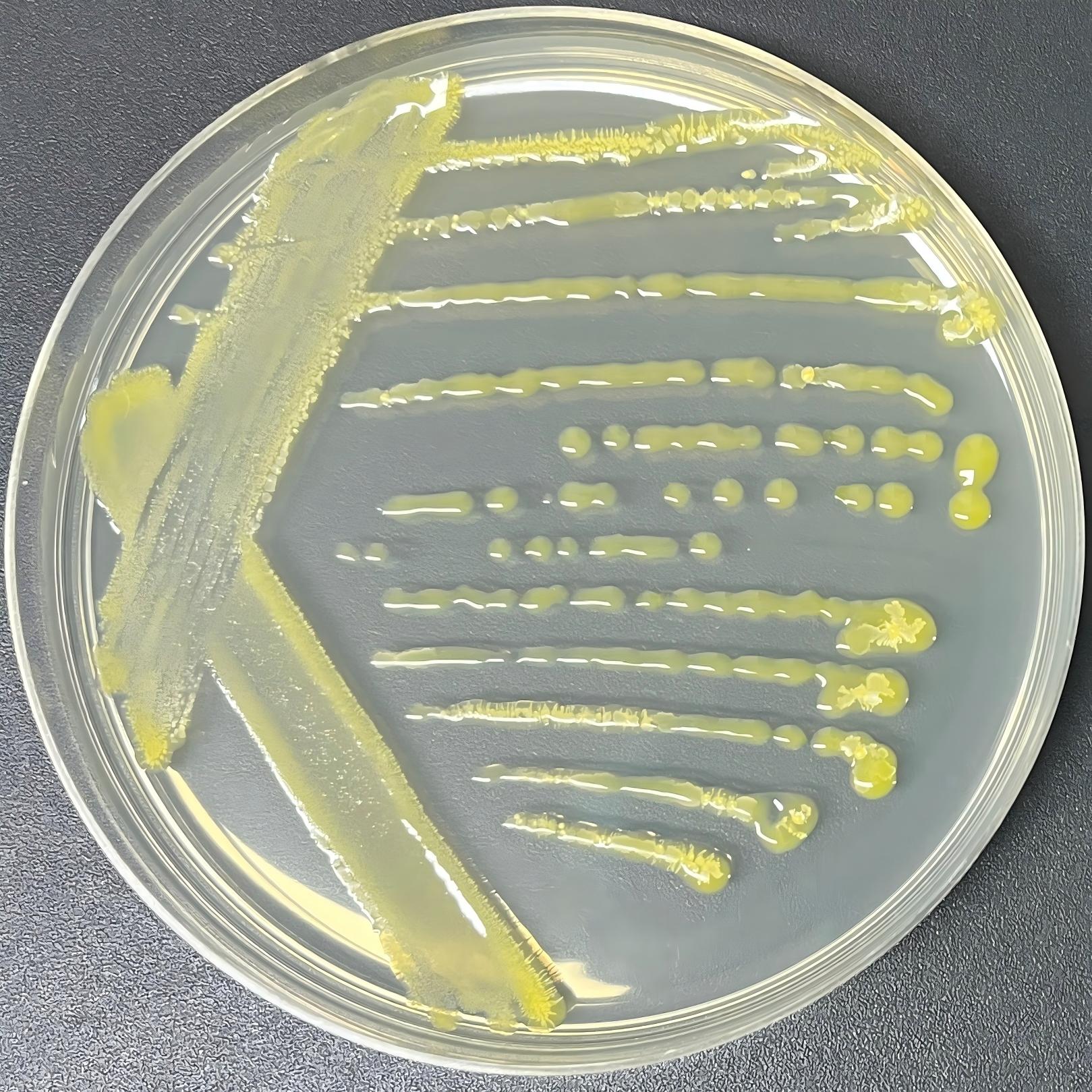 Sediment-dwelling new sphingosine bacteria-BNCC