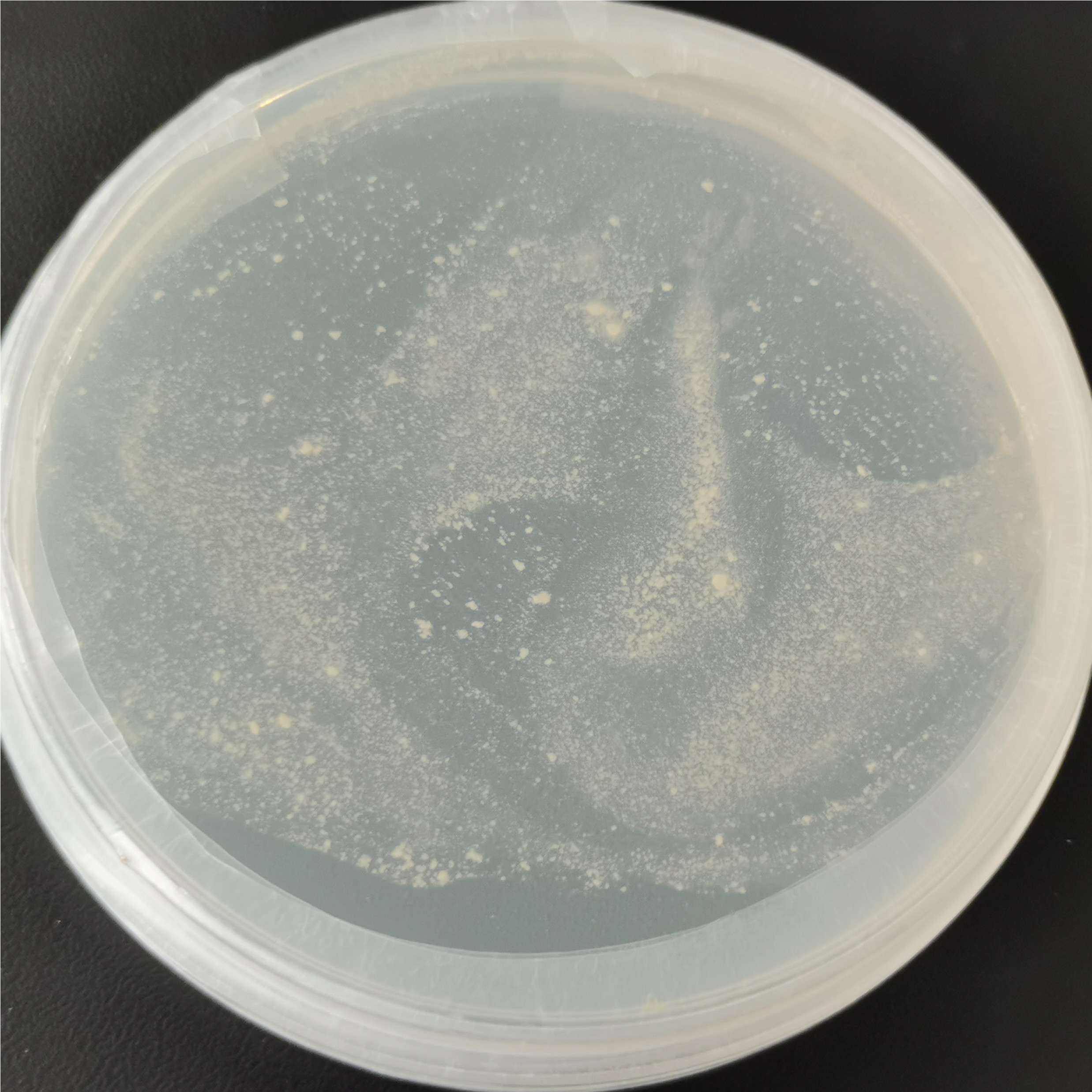 Hemophilic Mycobacterium-BNCC