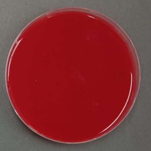 Salmonella Nucleic Acid Reference Material (Thermally Inactivated) (Strong Positive)-BNCC