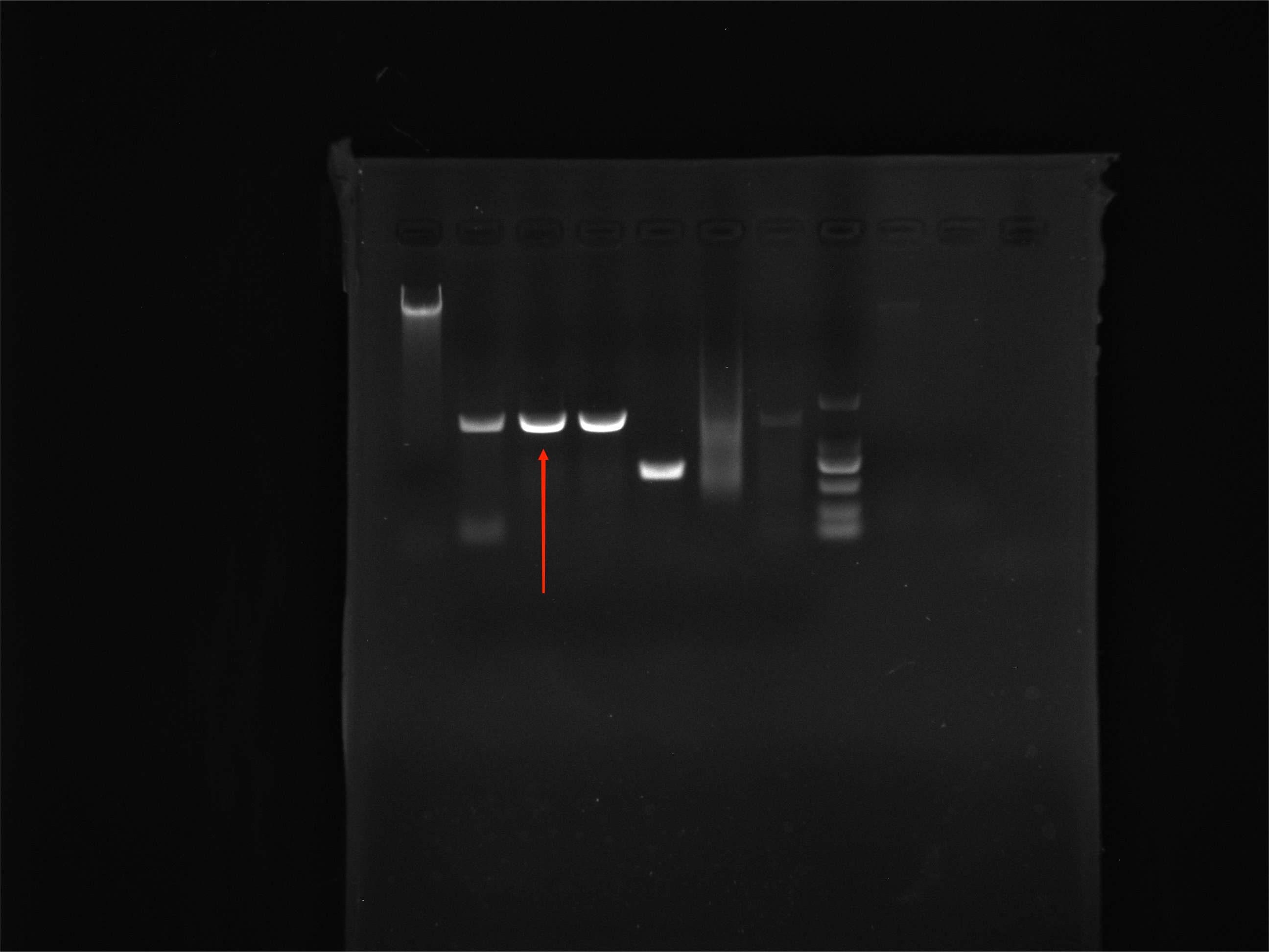 Salmonella Nucleic Acid Reference Material (Thermally Inactivated) (Strong Positive)-BNCC