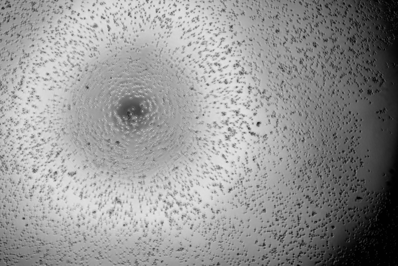 Human rhinovirus 26-BNCC