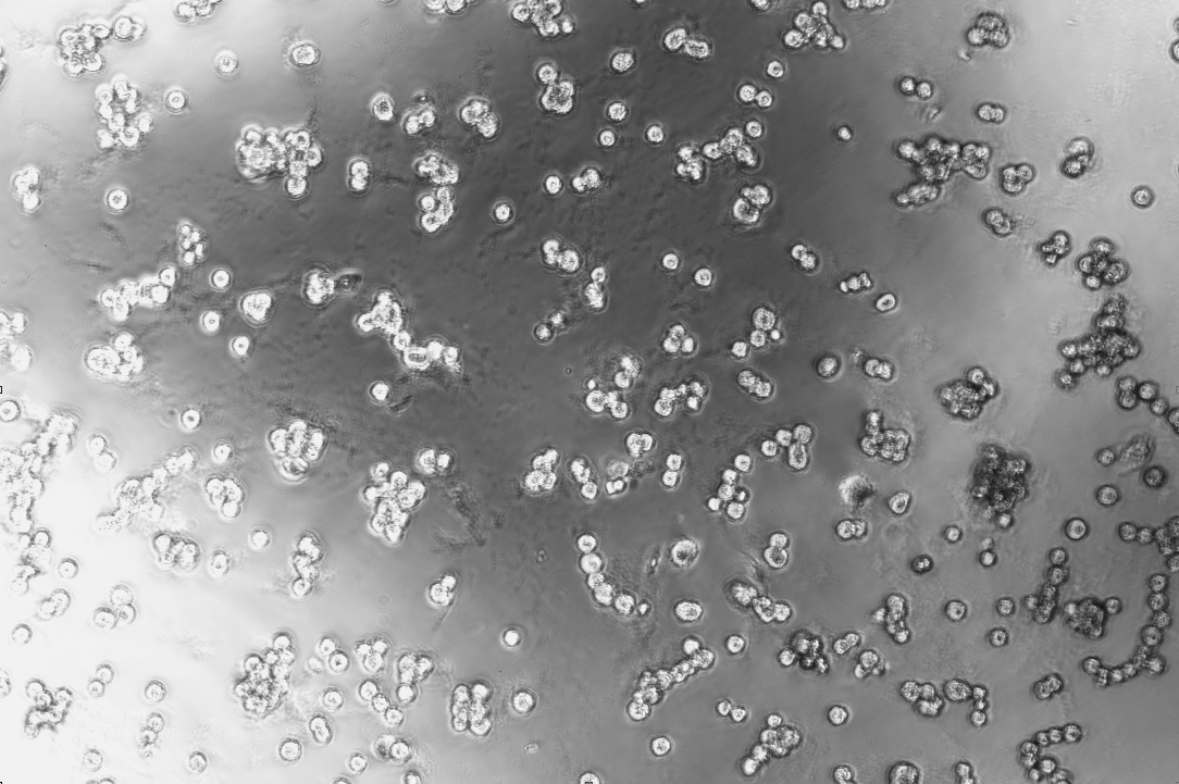 Human Adenovirus 32-BNCC