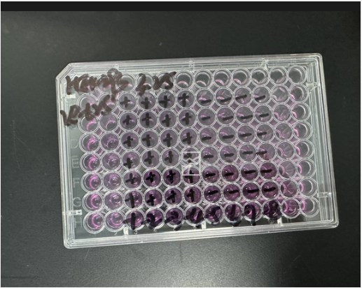 Human Adenovirus 32-BNCC