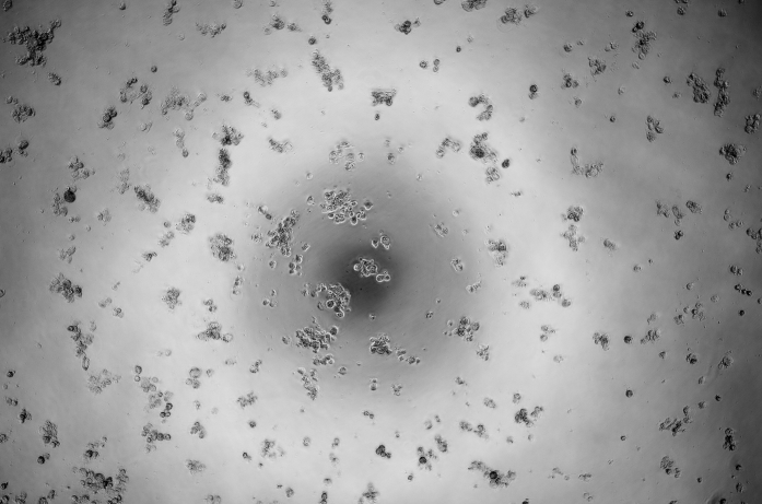 Human adenovirus 37-BNCC