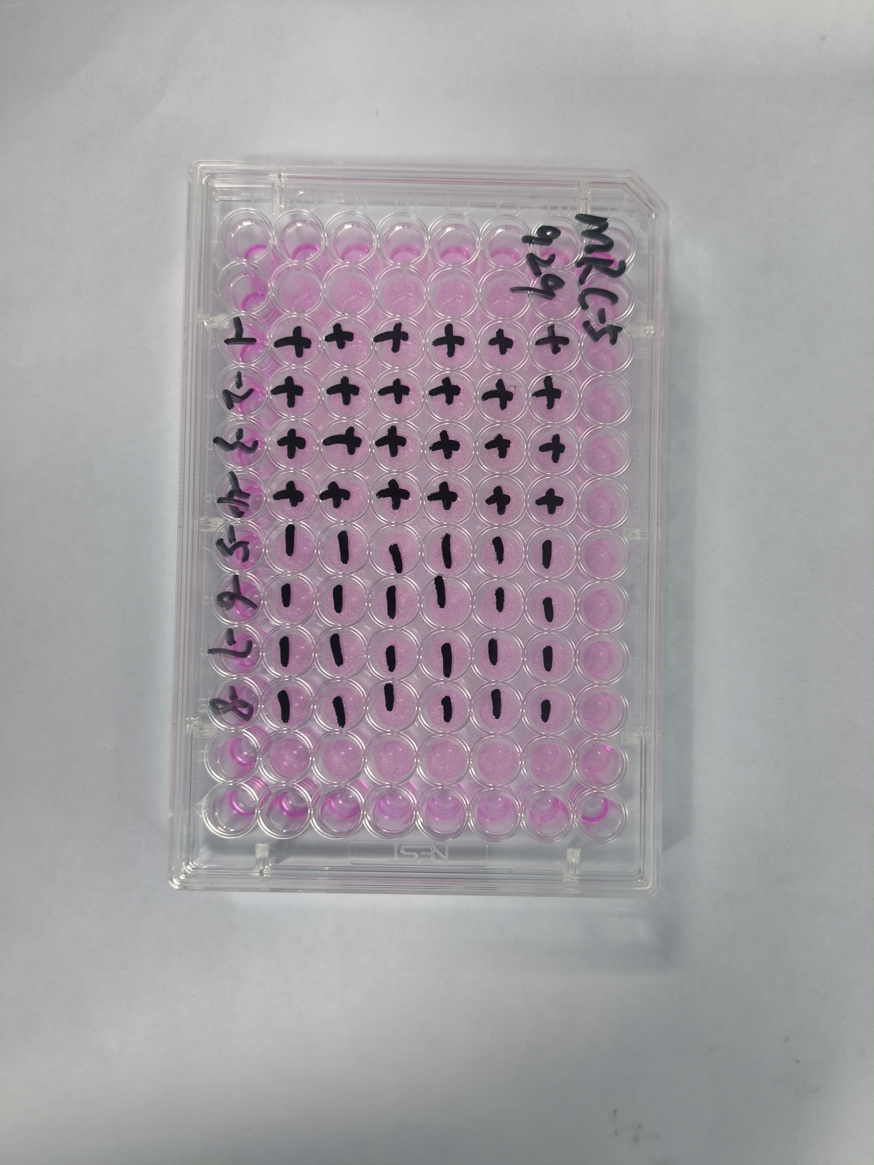 Human adenovirus 37-BNCC