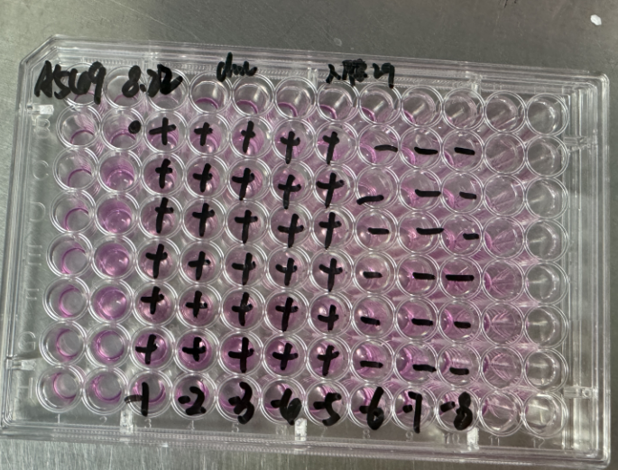 Human adenovirus 29-BNCC