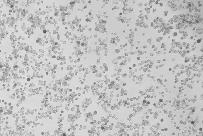 Human adenovirus 29-BNCC