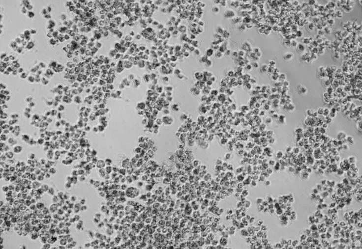 Human rhinovirus 23-BNCC