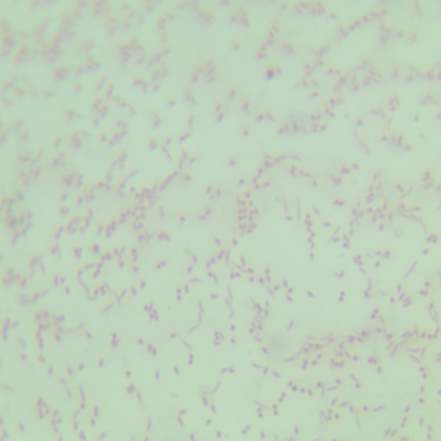 Chitobacteria-BNCC