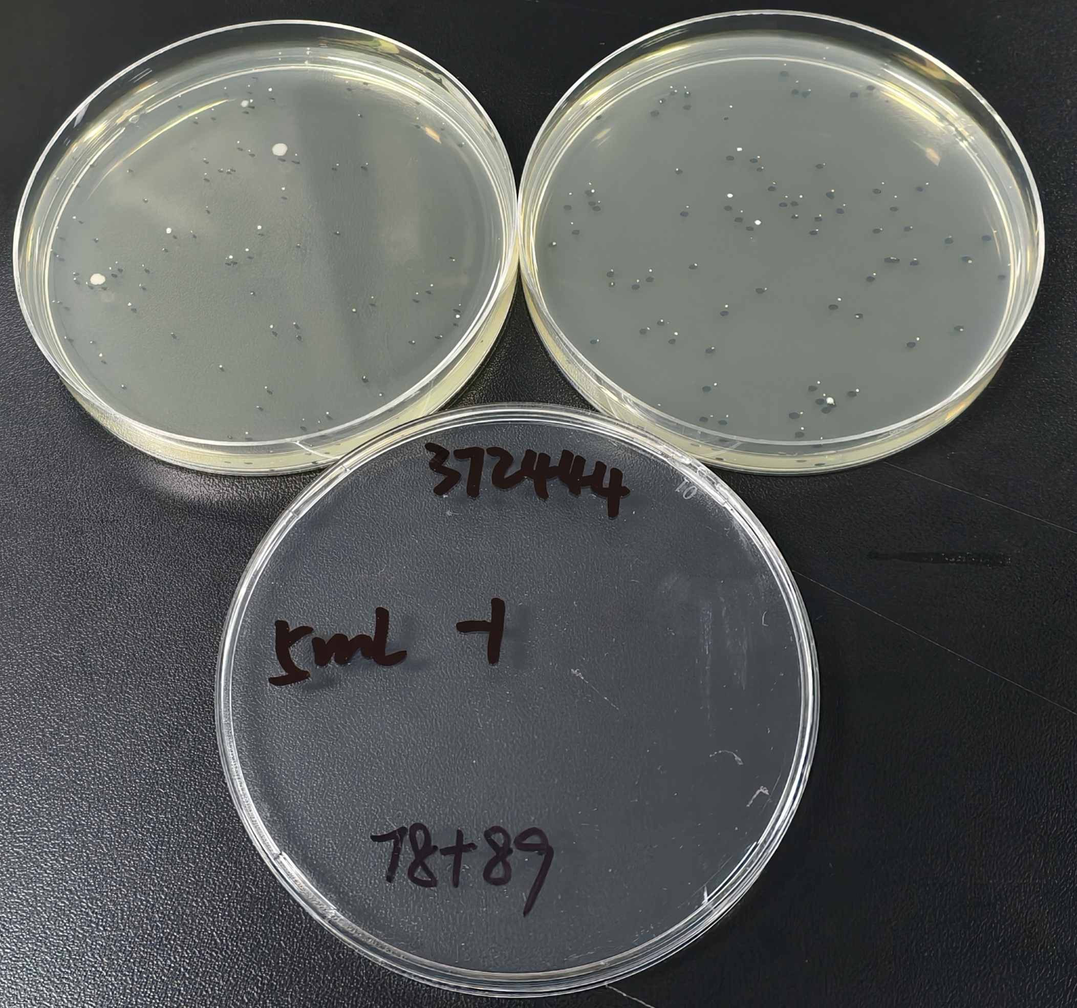 Total colony count standard substance-BNCC