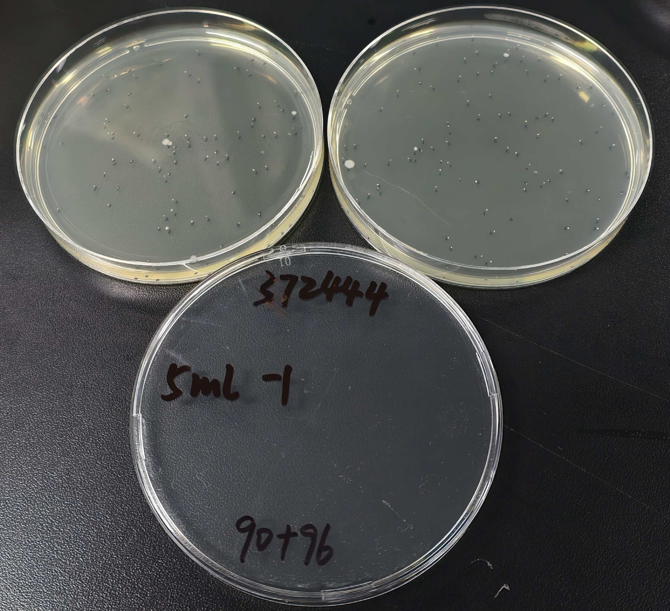 Total colony count standard substance-BNCC
