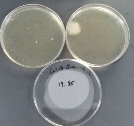 Total Colony Count Plate counting Standard Material-BNCC