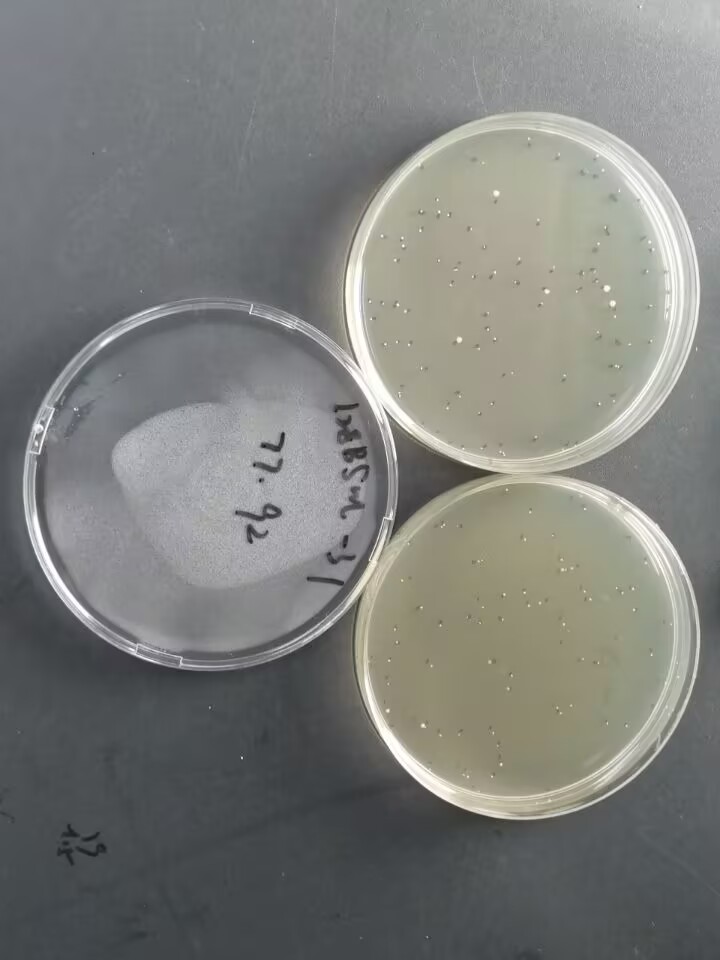 Total colony count standard substance-BNCC