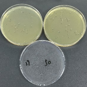 Staphylococcus aureus Plate counting Standard Material-BNCC