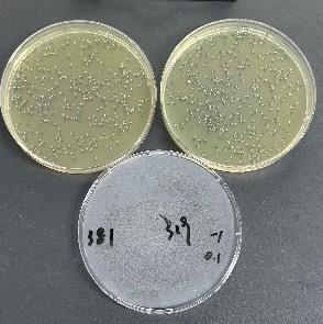 Staphylococcus aureus Plate counting Standard Material-BNCC