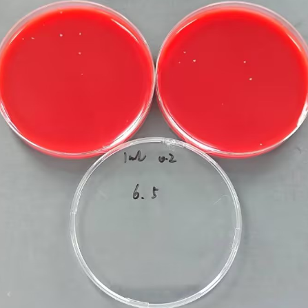 Quantitative strain of Streptococcus pyogenes B-BNCC