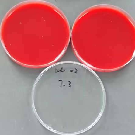 Quantitative strain of Streptococcus pyogenes B-BNCC