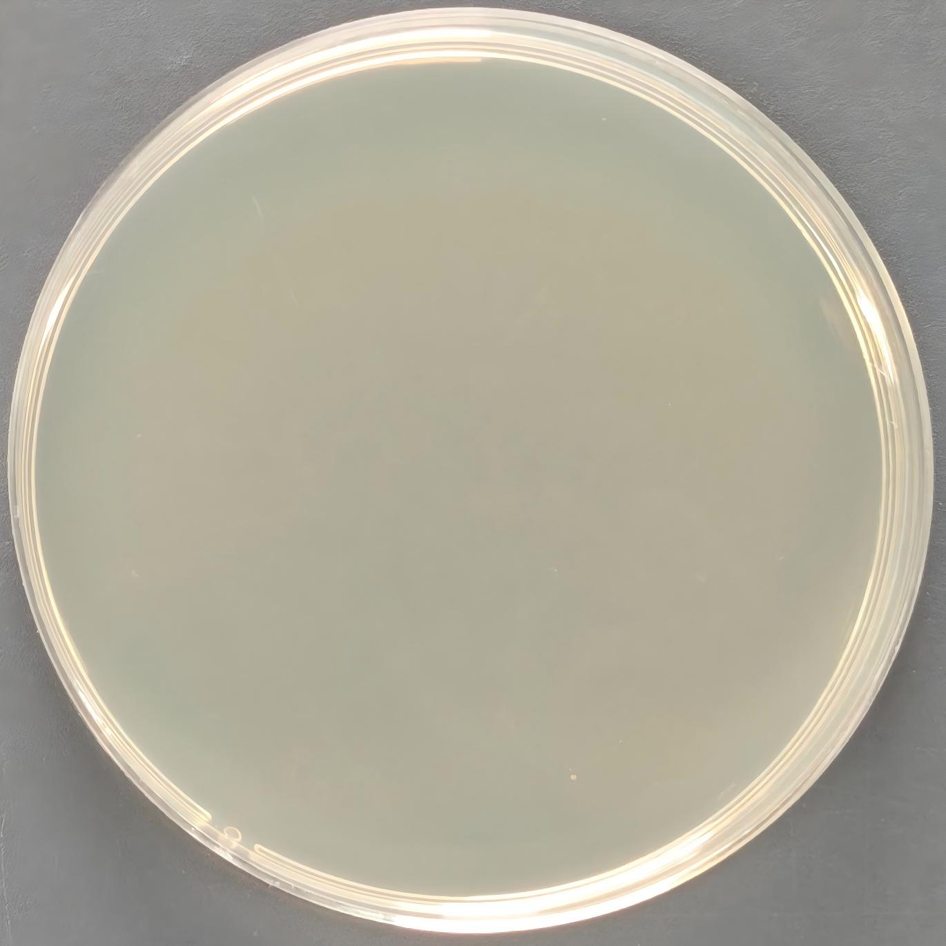 Escherichia coli LMG194 chemocompetent cells-BNCC