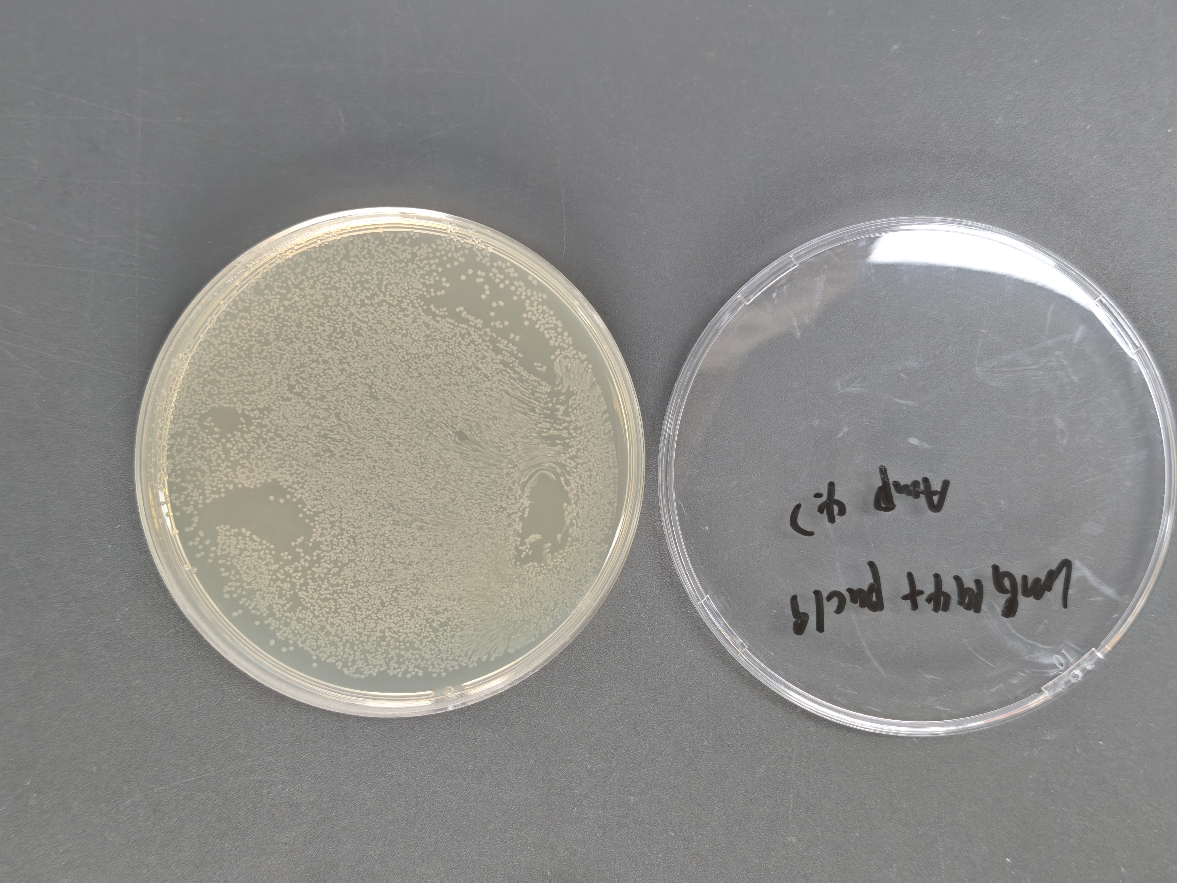 Escherichia coli LMG194 chemocompetent cells-BNCC