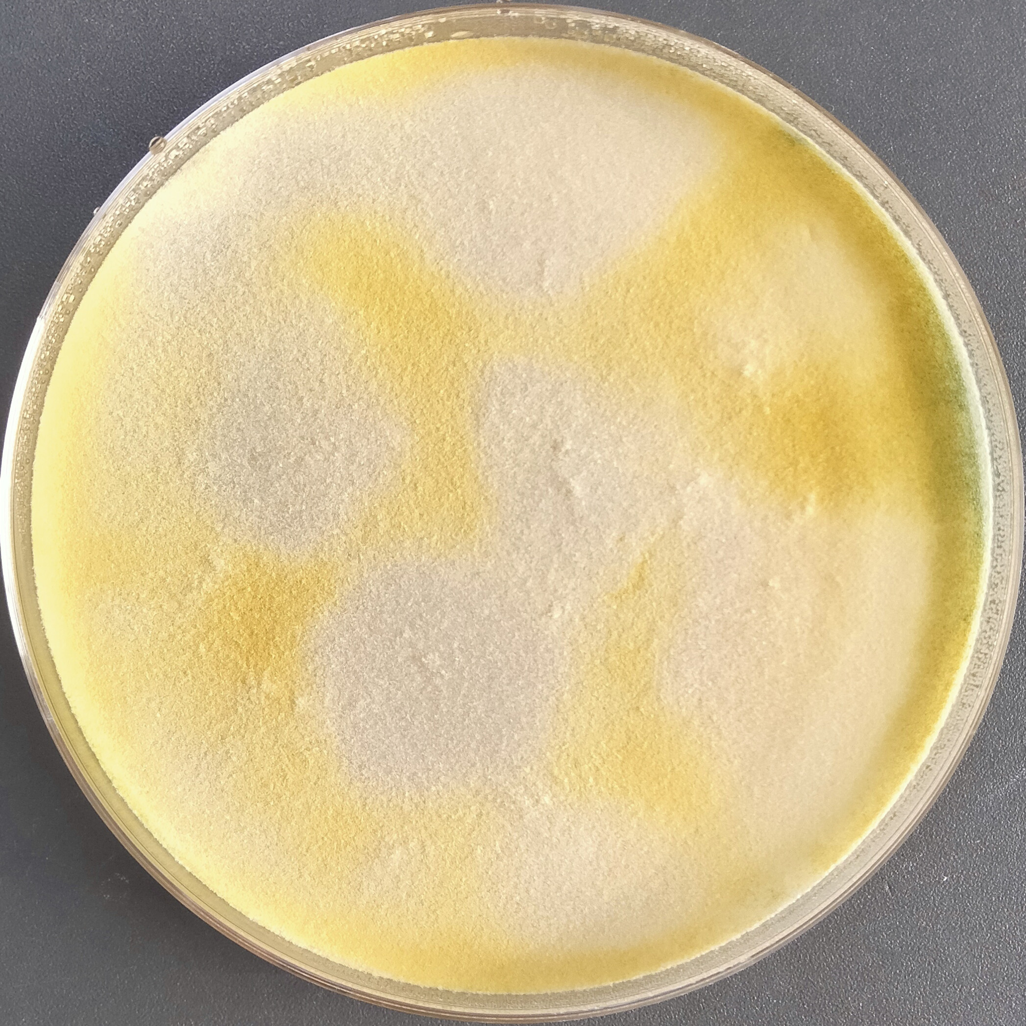 Gliocladium viride-BNCC