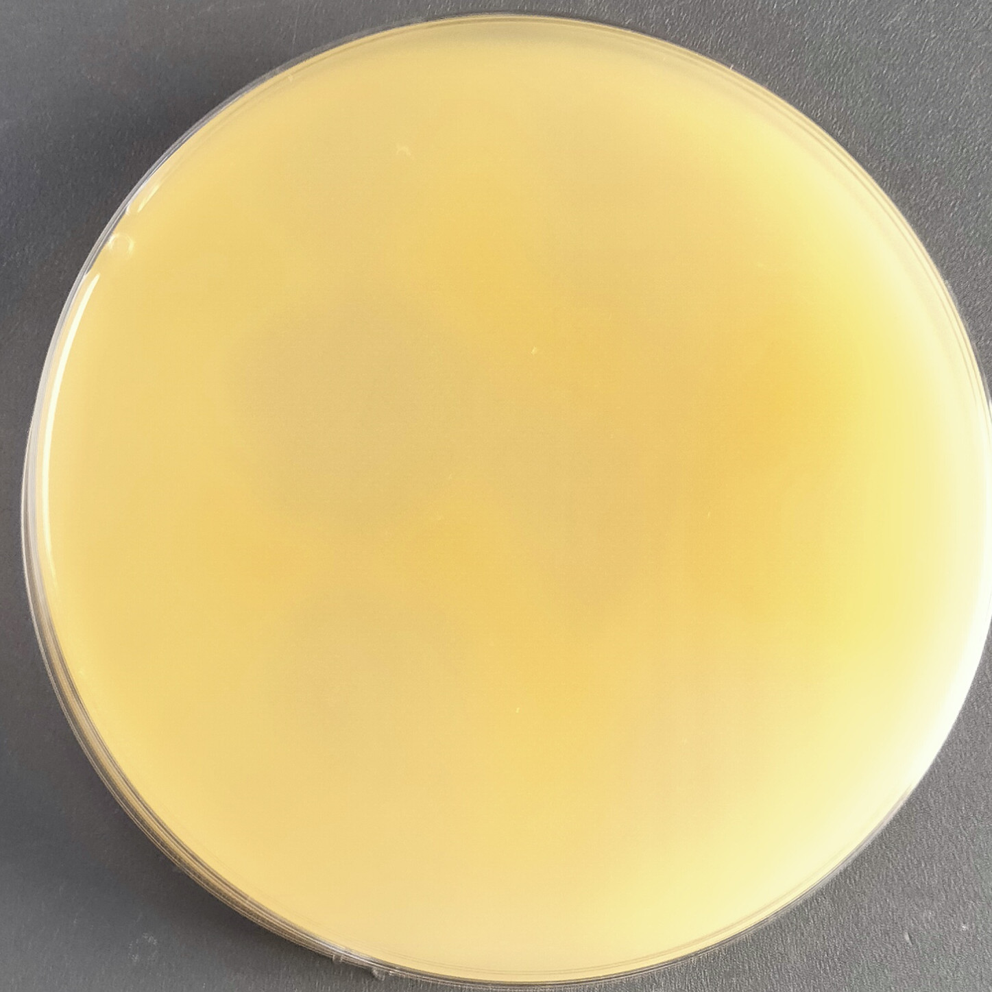 Gliocladium viride-BNCC