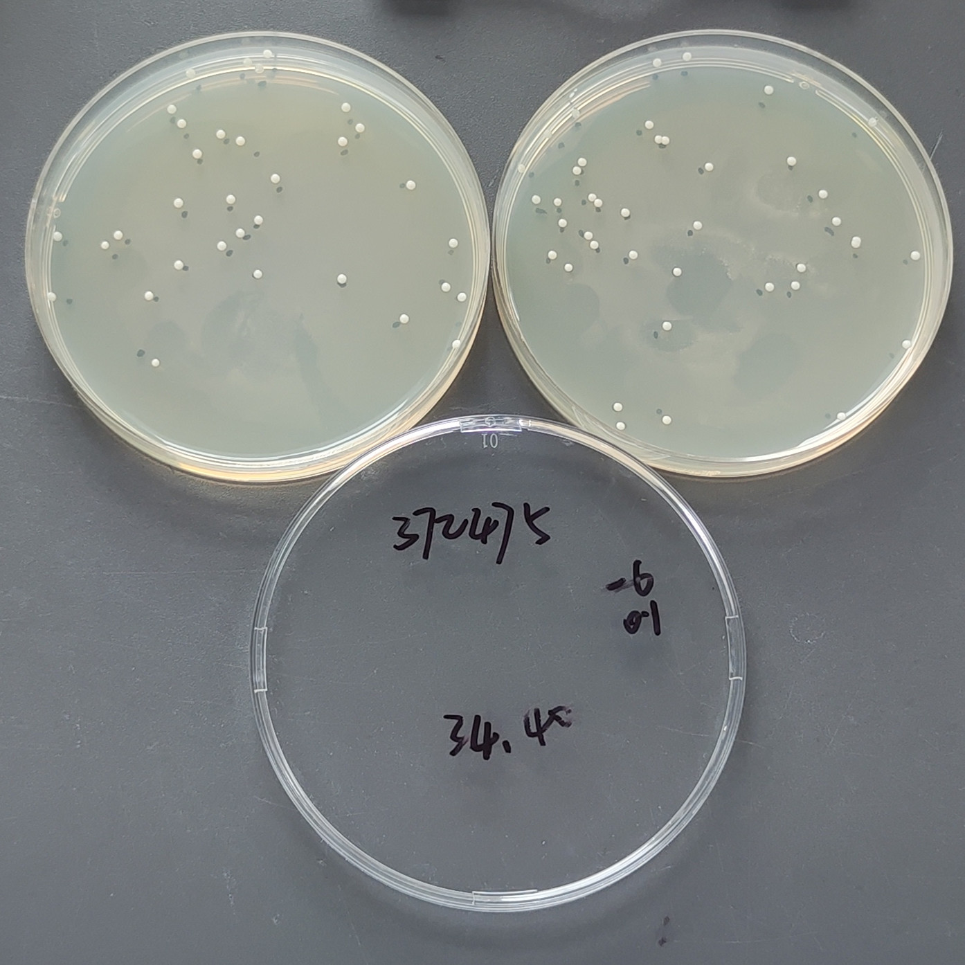 Hemolytic Staphylococcus-BNCC