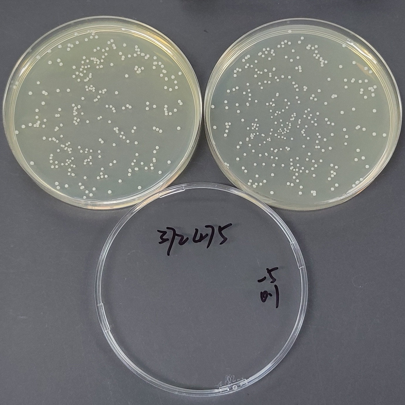 Hemolytic Staphylococcus-BNCC