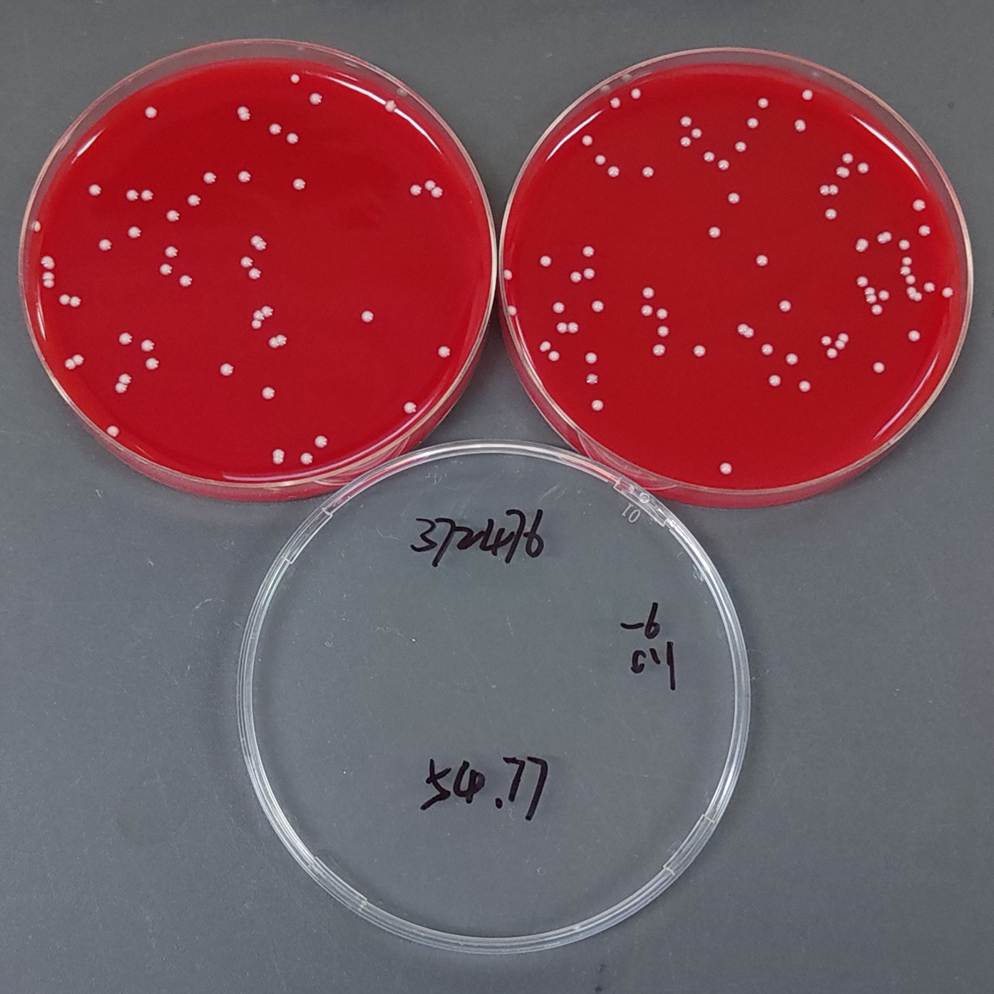 Acid producing Klebsiella pneumoniae-BNCC