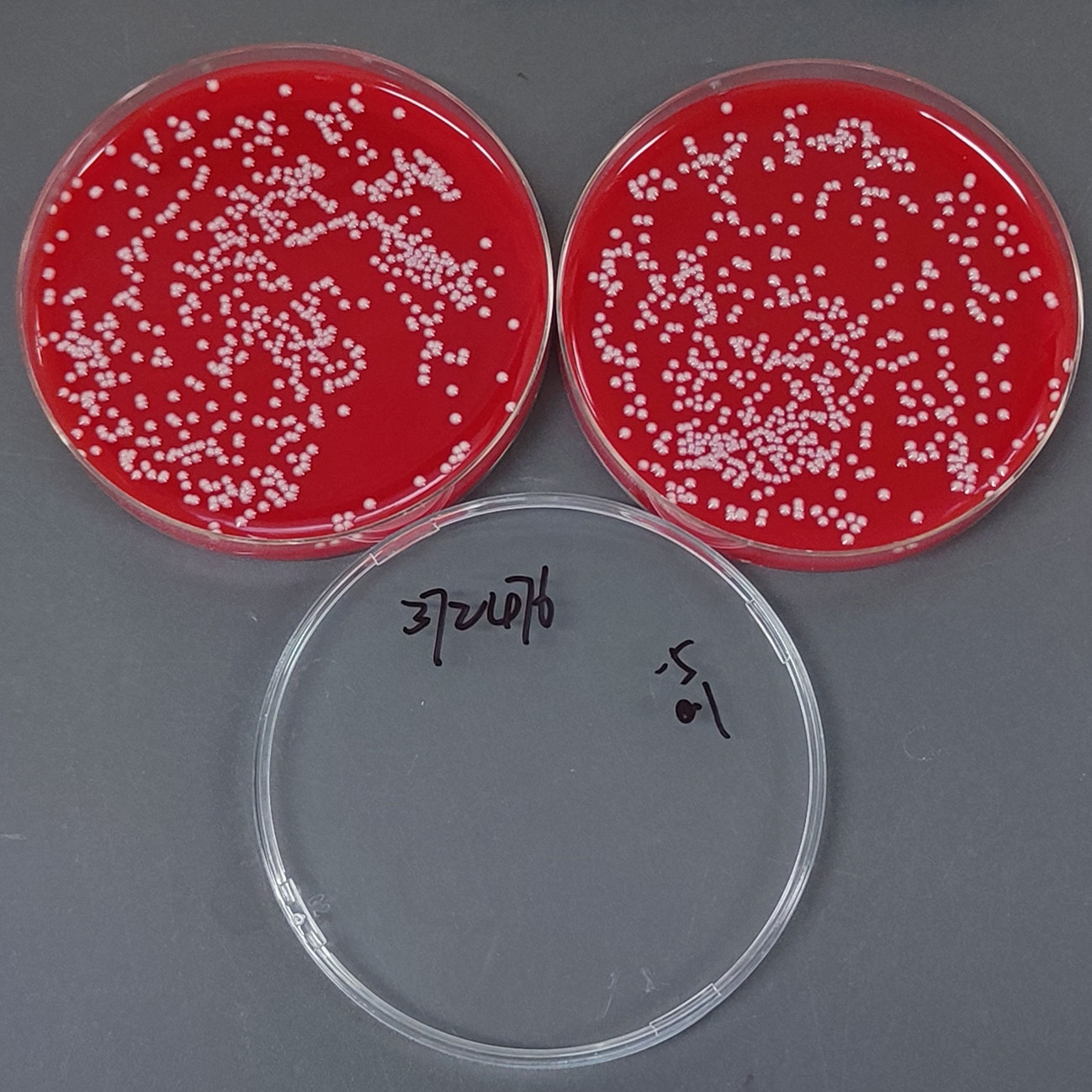 Acid producing Klebsiella pneumoniae-BNCC