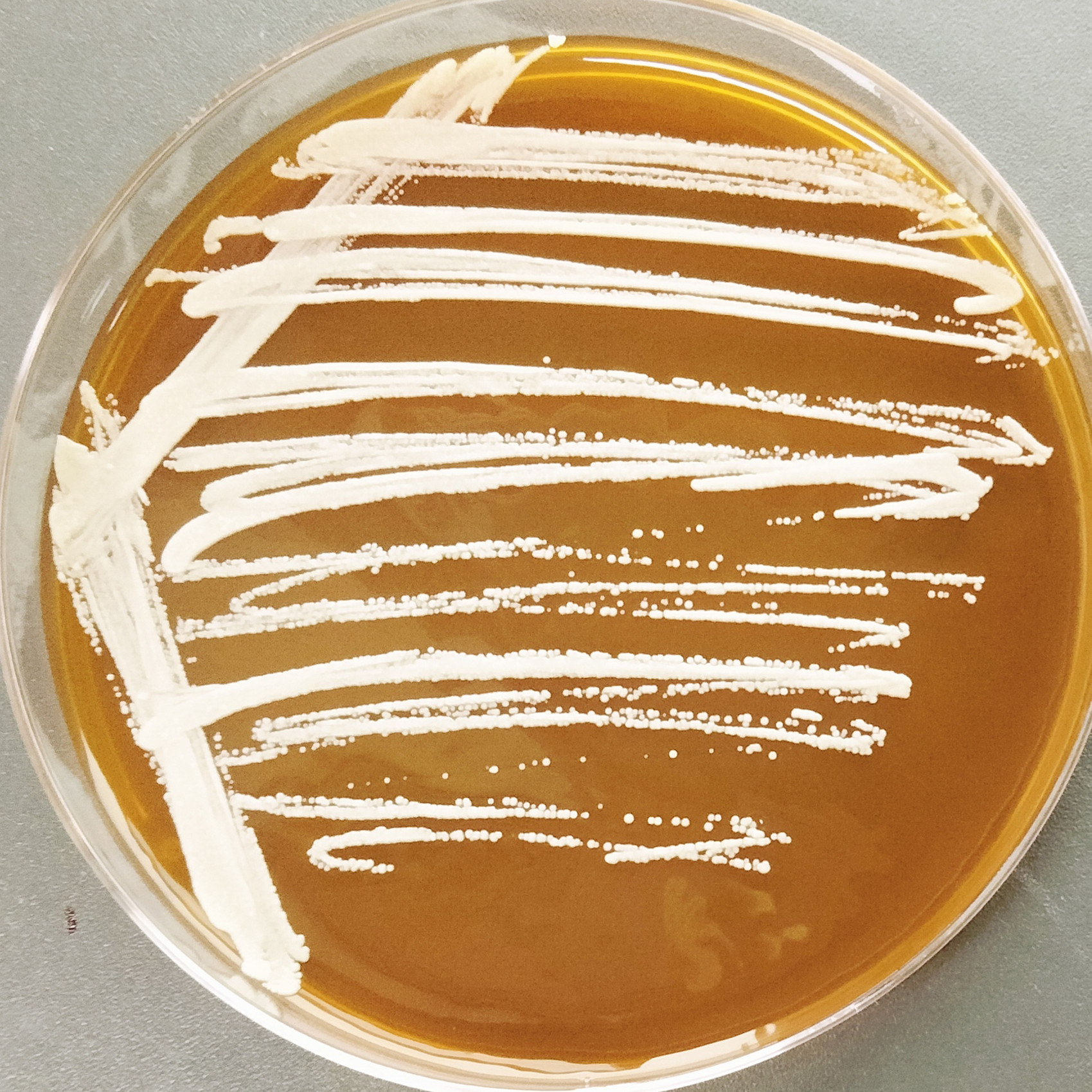 Candida albicans-BNCC