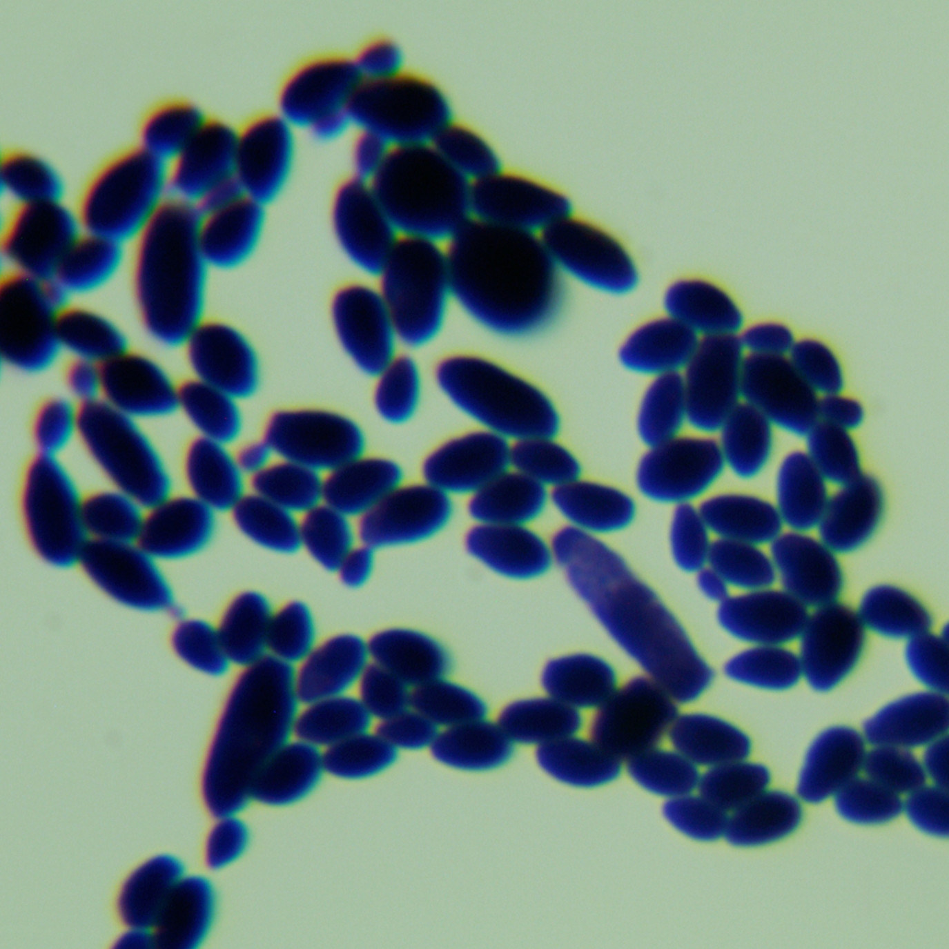 Candida albicans-BNCC