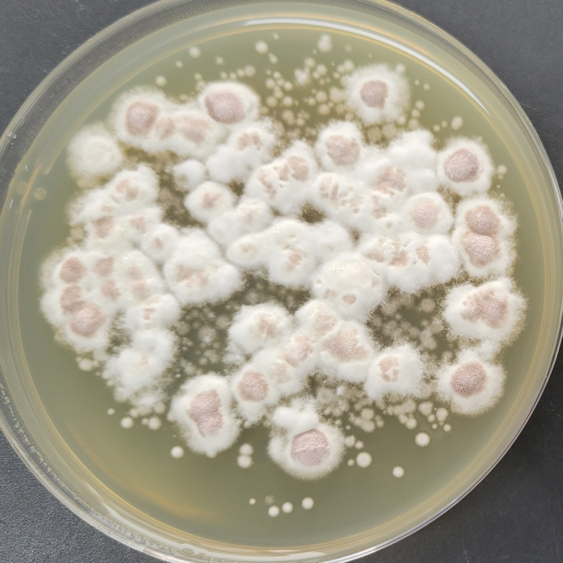Purpureocillium atyicola (Yasuda) Spatadora et al.-BNCC