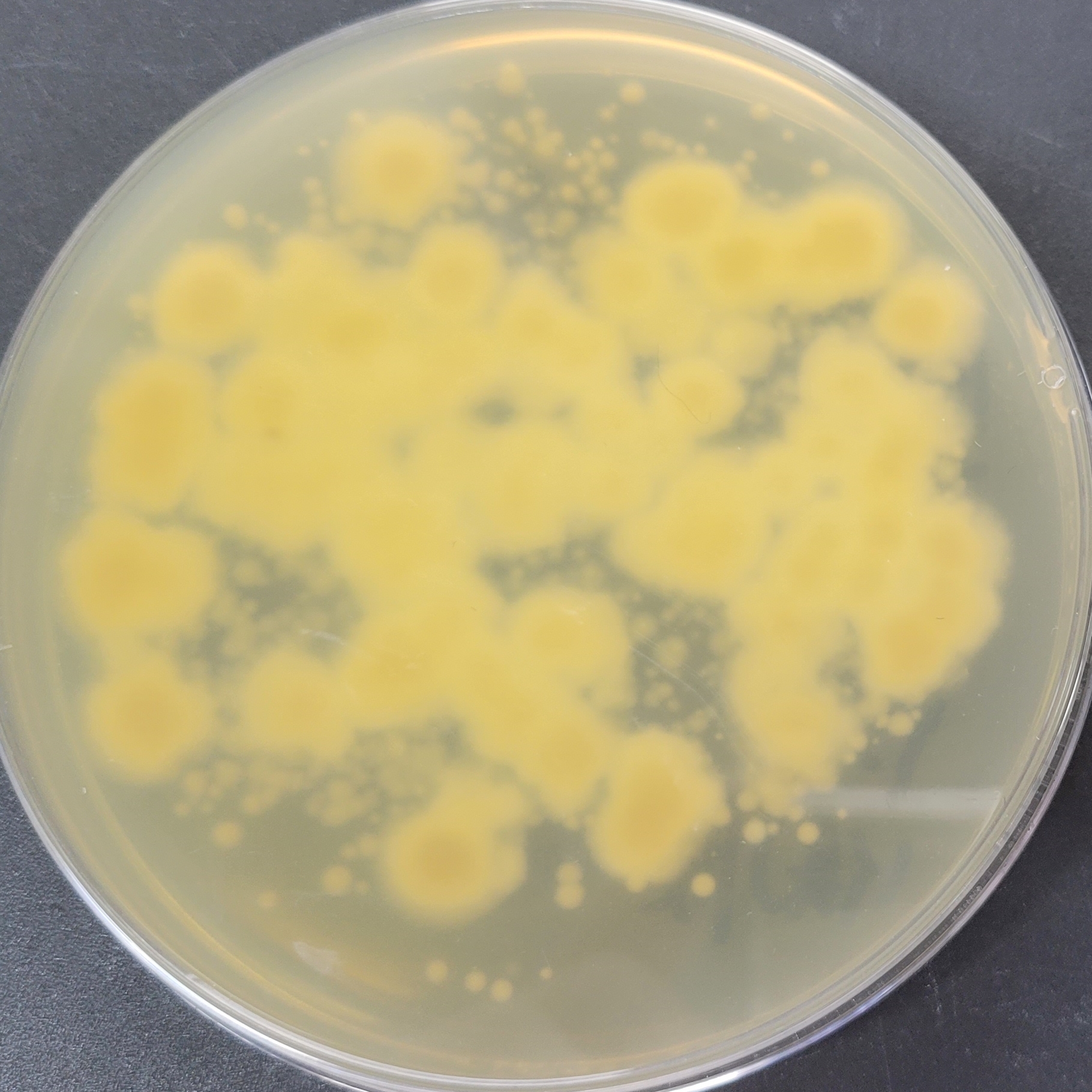 Purpureocillium atyicola (Yasuda) Spatadora et al.-BNCC