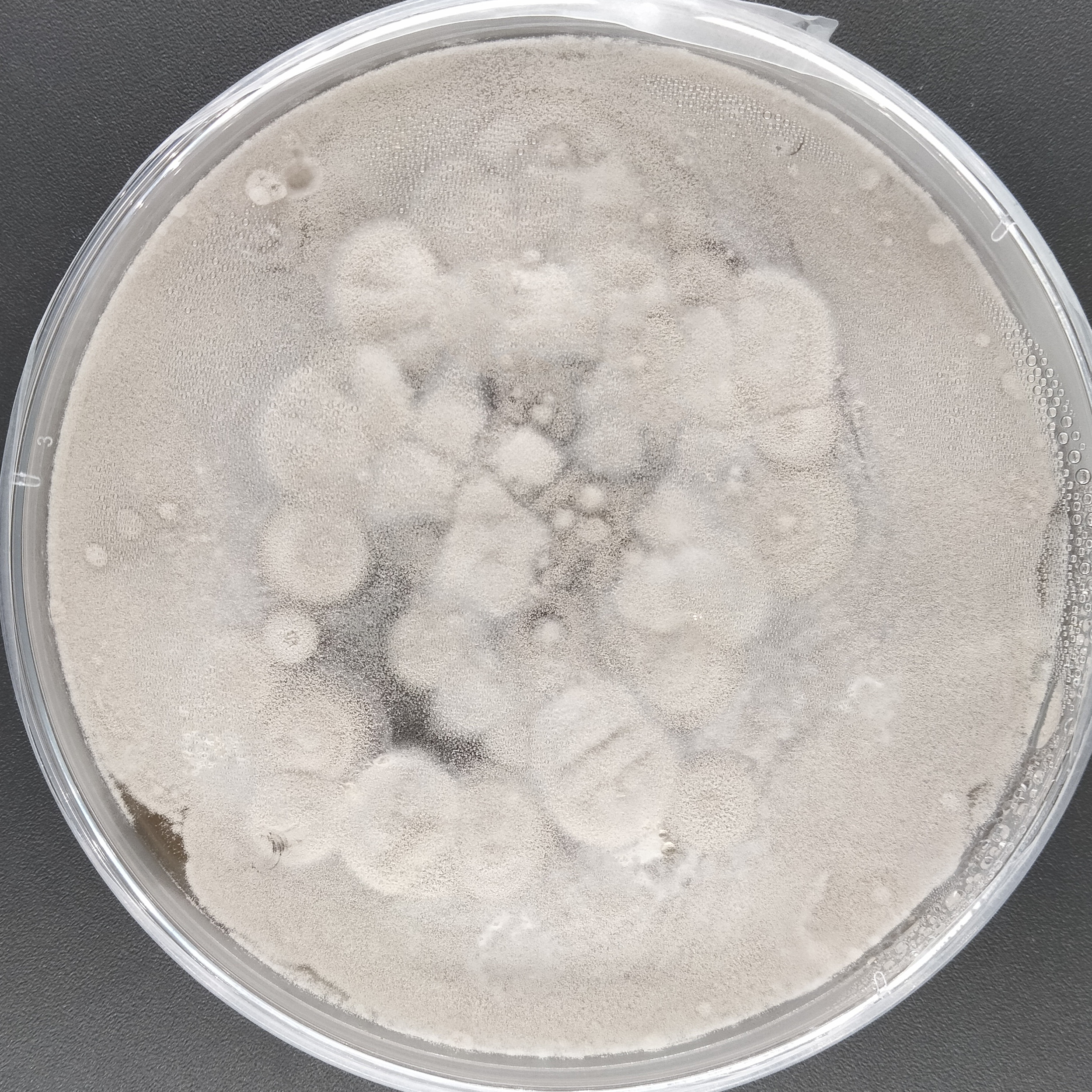 Purpureocillium takamizuanense S. Ban et al.-BNCC