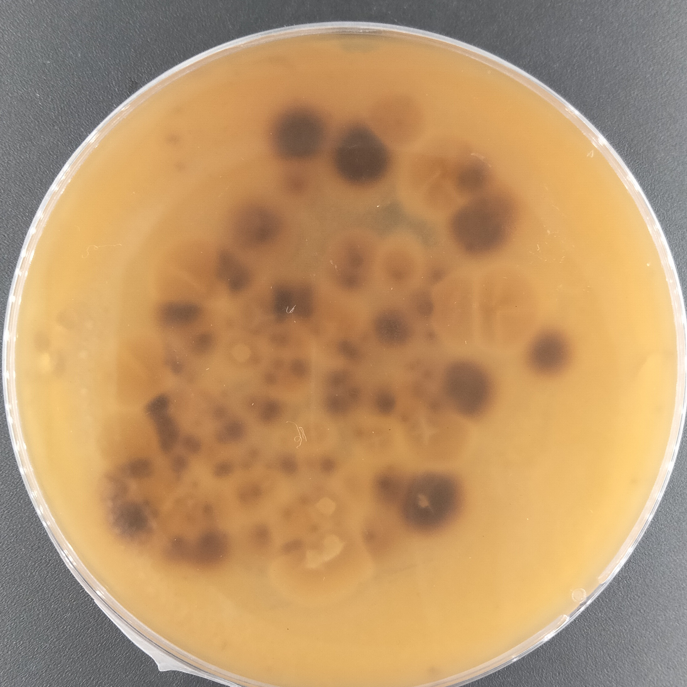 Purpureocillium takamizuanense S. Ban et al.-BNCC