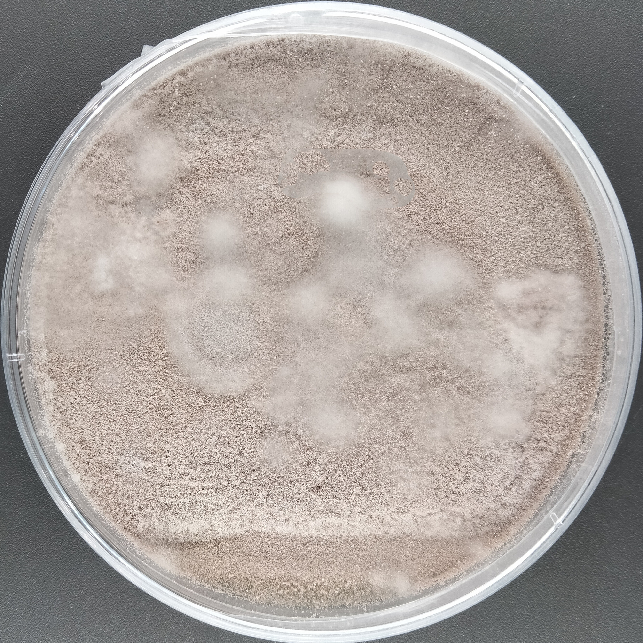 Purpureocillium takamizuanense S. Ban et al.-BNCC