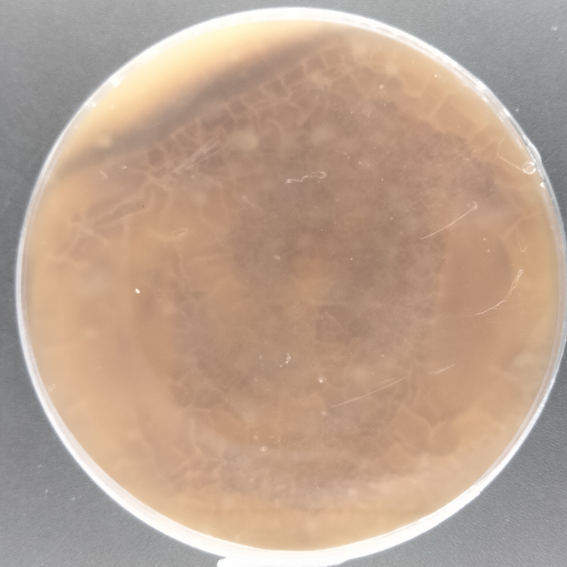 Purpureocillium takamizuanense S. Ban et al.-BNCC