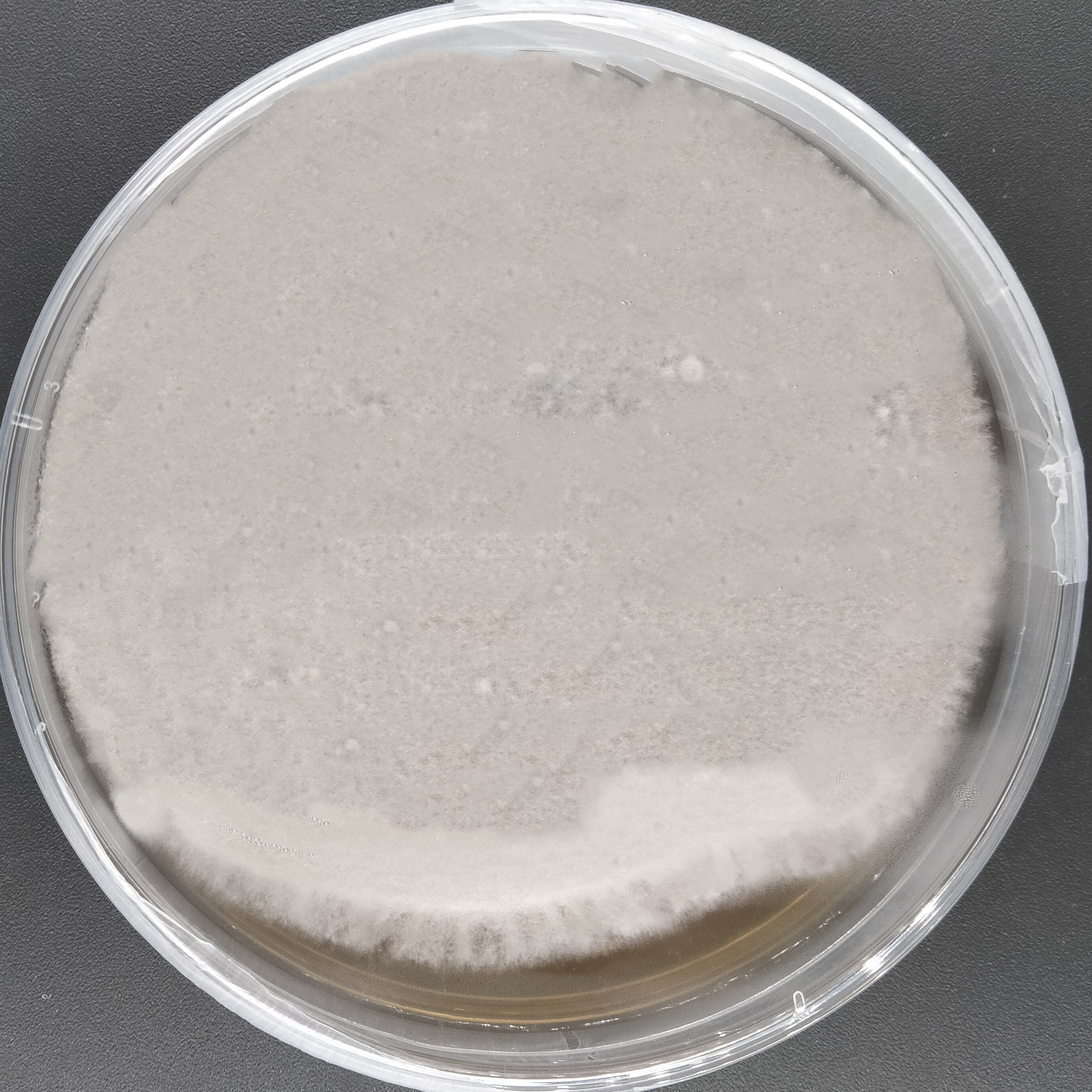 Purpureocillium takamizuanense S. Ban et al.-BNCC