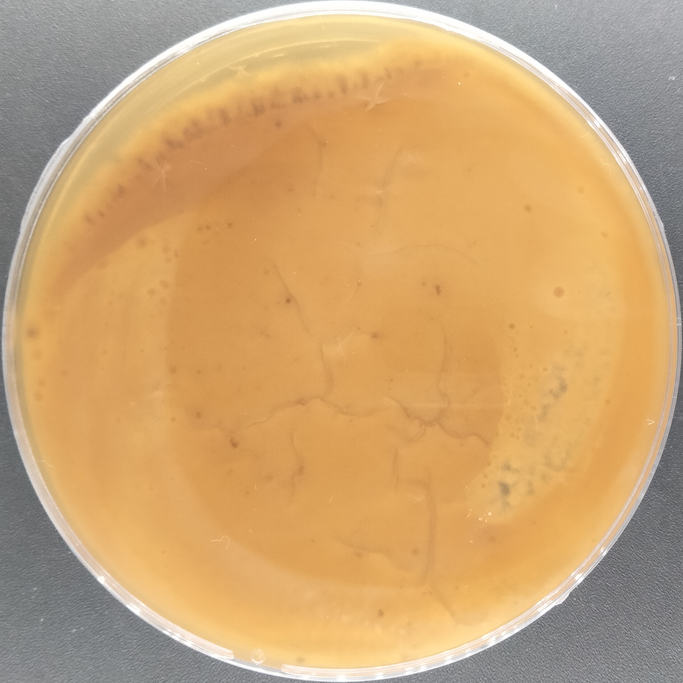 Purpureocillium takamizuanense S. Ban et al.-BNCC