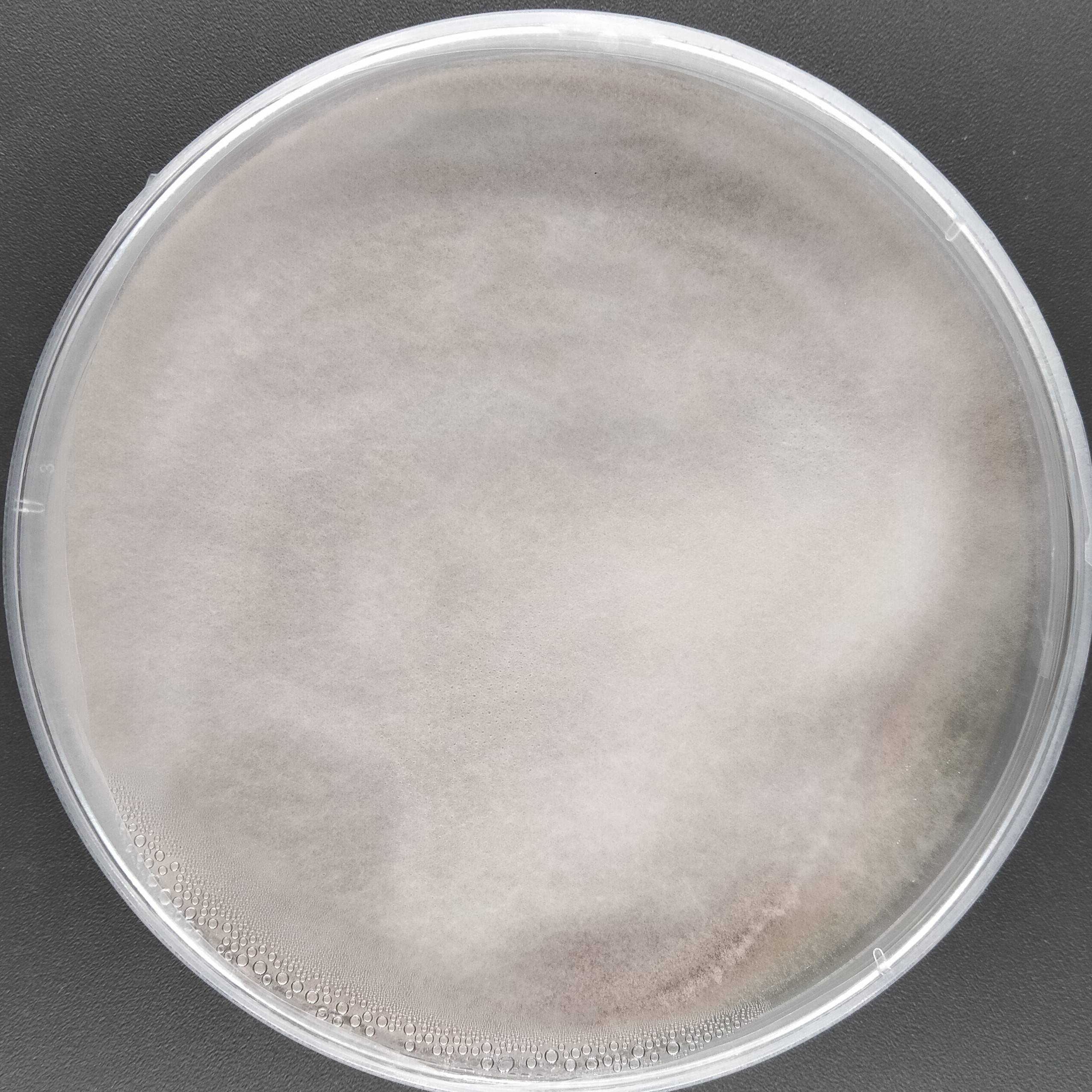 Purpureocillium takamizuanense S. Ban et al.-BNCC