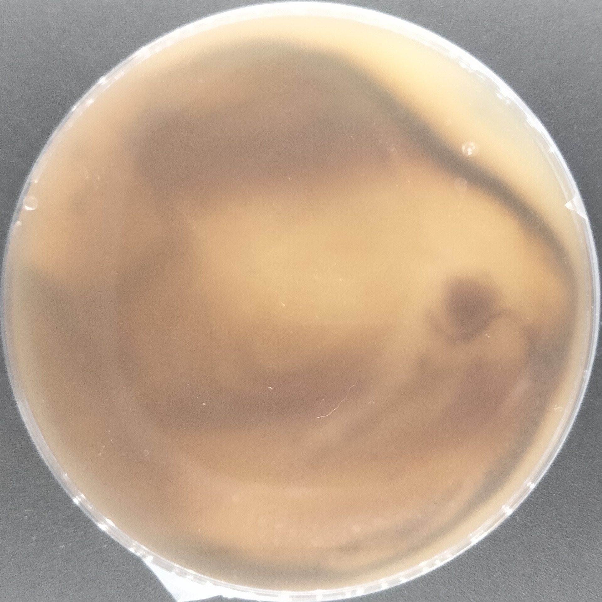 Purpureocillium takamizuanense S. Ban et al.-BNCC