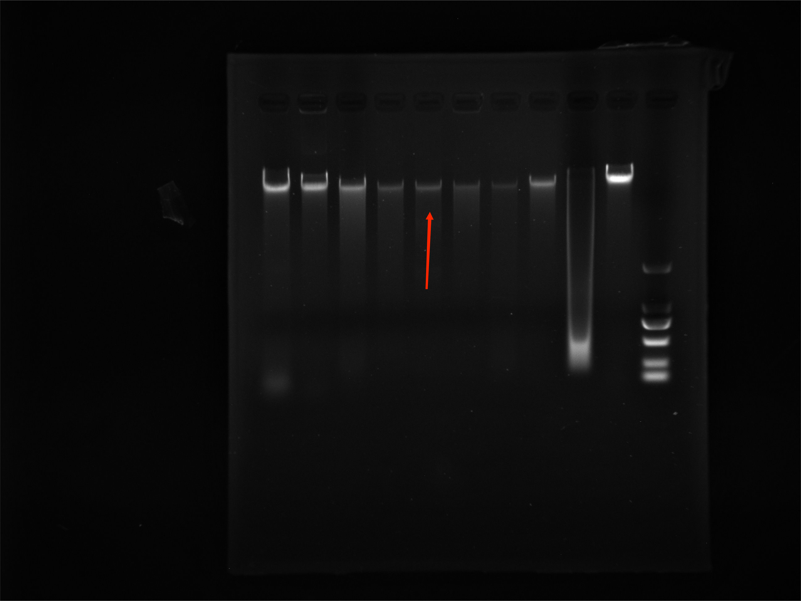 Orange Micrococcus-BNCC