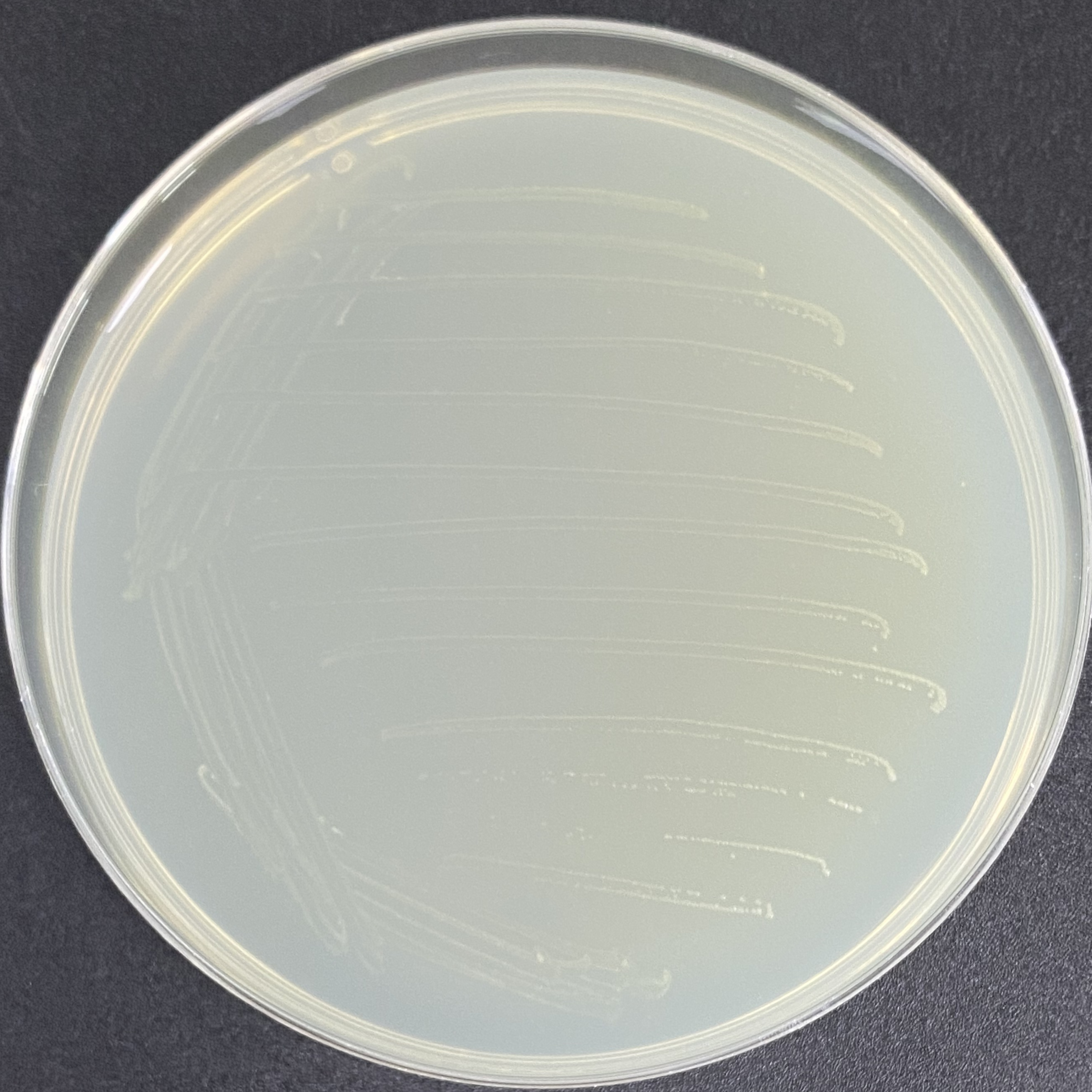 Salt tolerant Bacillus subtilis-BNCC