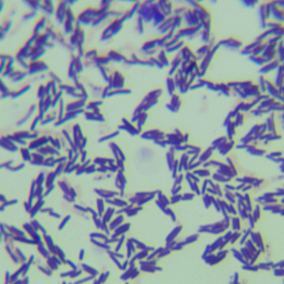 Salt tolerant Bacillus subtilis-BNCC