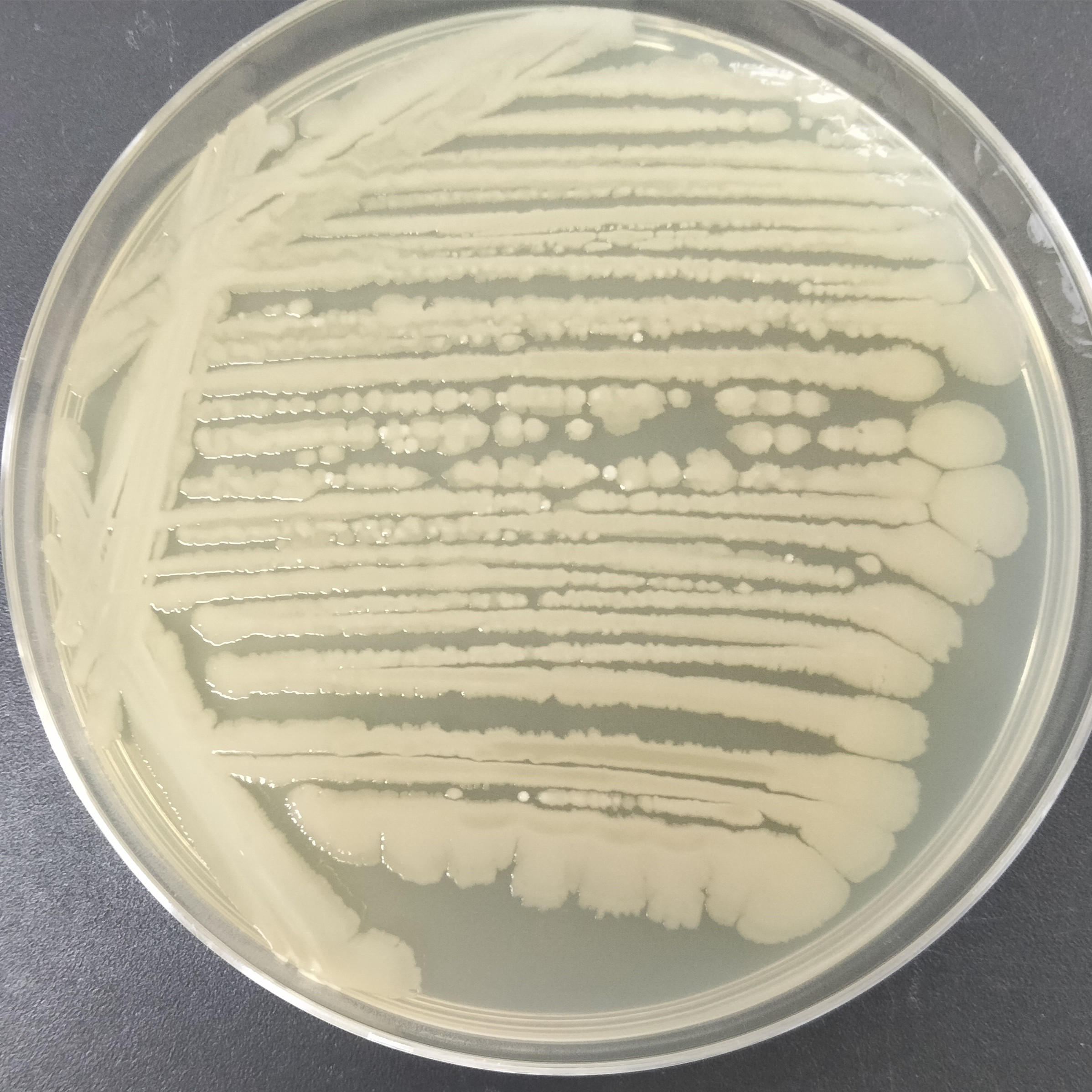 Vibrio genus-BNCC